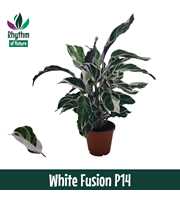 Calathea 14cm White Fusion Rhythm of Nature