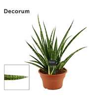 Sansevieria Silver steel 19 cm (Decorum)