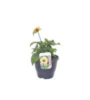 Helianthus annuus Sunblast Yellow