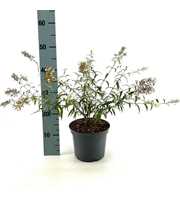 Buddleja Free Petite Snow White