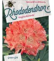 Rhododendron 'Virginia Richards'