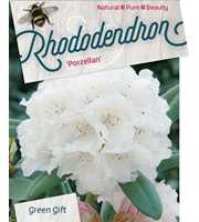 Rhododendron (Y) 'Porzellan'