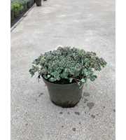 Sedum cauticolum Rocky