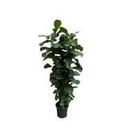 Ficus Lyrata toef - 200cm