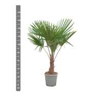 Trachycarpus Fortunei - 160cm