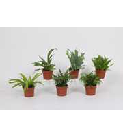 Varen mix 12cm