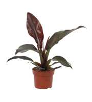 Philodendron Autumn