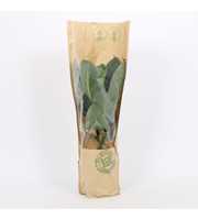 Musa Tropicana 19cm eco hoes