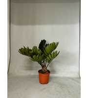 Zamia furfuracea 10+ blad