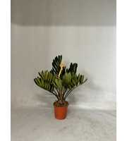 Zamia furfuracea 8+ blad