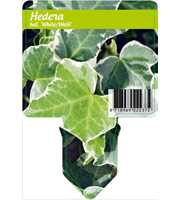 Hedera hel. 'Glacier'