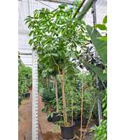 Schefflera Amate multistam 500