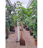 Ficus Altissima gedraaide stam 300