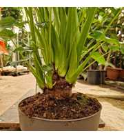 Alocasia Cucullata variegata op stam