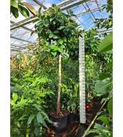 Ficus Elastica Robusta stam 360cm