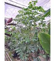 Schefflera Amate toef 300