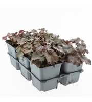 Heuchera mic. 'Palace Purple'