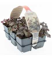 Heuchera mic. 'Palace Purple'