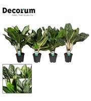 Aglaonema Royal mix (Decorum)