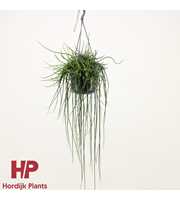 Rhipsalis floccosa