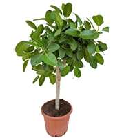 Ficus benghalensis audrey P44 stam