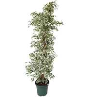 Ficus benjamina twilight P40