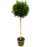 Ficus microcarpa moclame P49