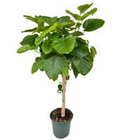 Ficus umbellata P33