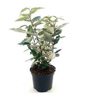 Elaeagnus ebb. 'Compacta'