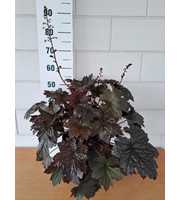 Heuchera mic. 'Palace Purple'