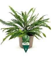 Blechnum spicant