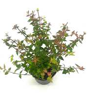 Abelia grandifl. 'Sherwood'