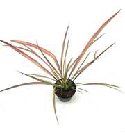 Phormium 'Duet'