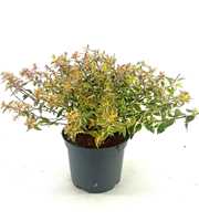 Abelia grandifl. 'Radiance'