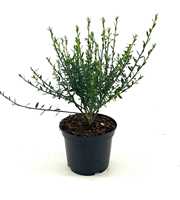 Cytisus 'Luna'