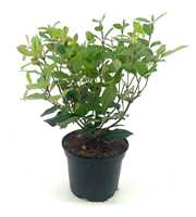 Viburnum tin. Spirit