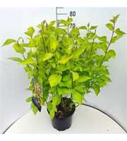 Cornus alba 'Aurea'