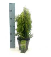 Platycladus or. 'Aurea Nana'