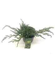 Juniperus squamata 'Blue Carpet'
