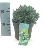 Juniperus squamata 'Blue Star'