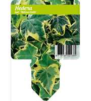 Hedera hel. 'Yellow Ripple'