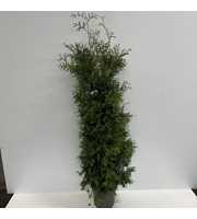 Thuja occ. 'Brabant'