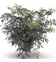 Sambucus nigra Black Lace