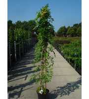 Wisteria sinensis 'Prolific'