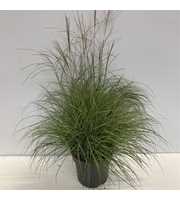 Miscanthus sin. 'Adagio'