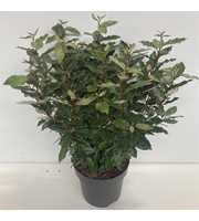 Elaeagnus ebb. 'Compacta'