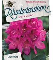 Rhododendron 'Anah Kruschke'