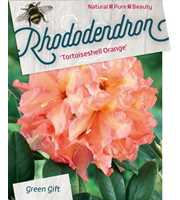 Rhododendron 'Tortoiseshell Orange'