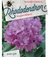 Rhododendron 'Roseum Elegans'