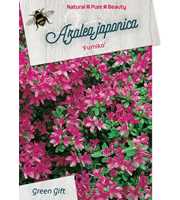 Rhododendron (AJ) 'Fumiko'